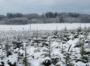 Winterlandschaft