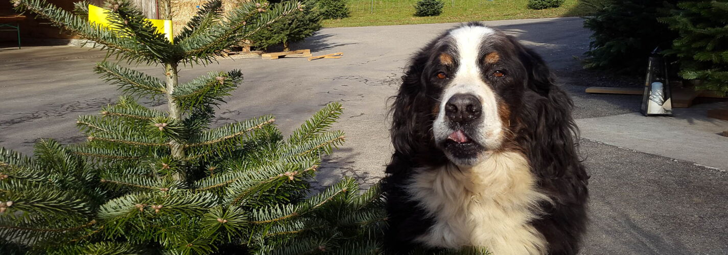 Berner Sennenhund bei Weihnachtsbaum
