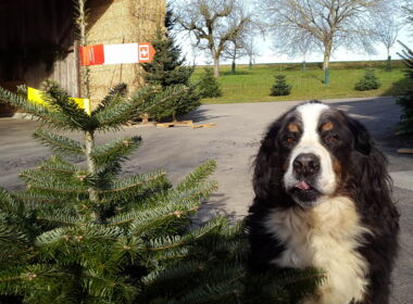 Berner Sennenhund bei Weihnachtsbaum