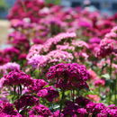 Farbenvolle Blumenpracht