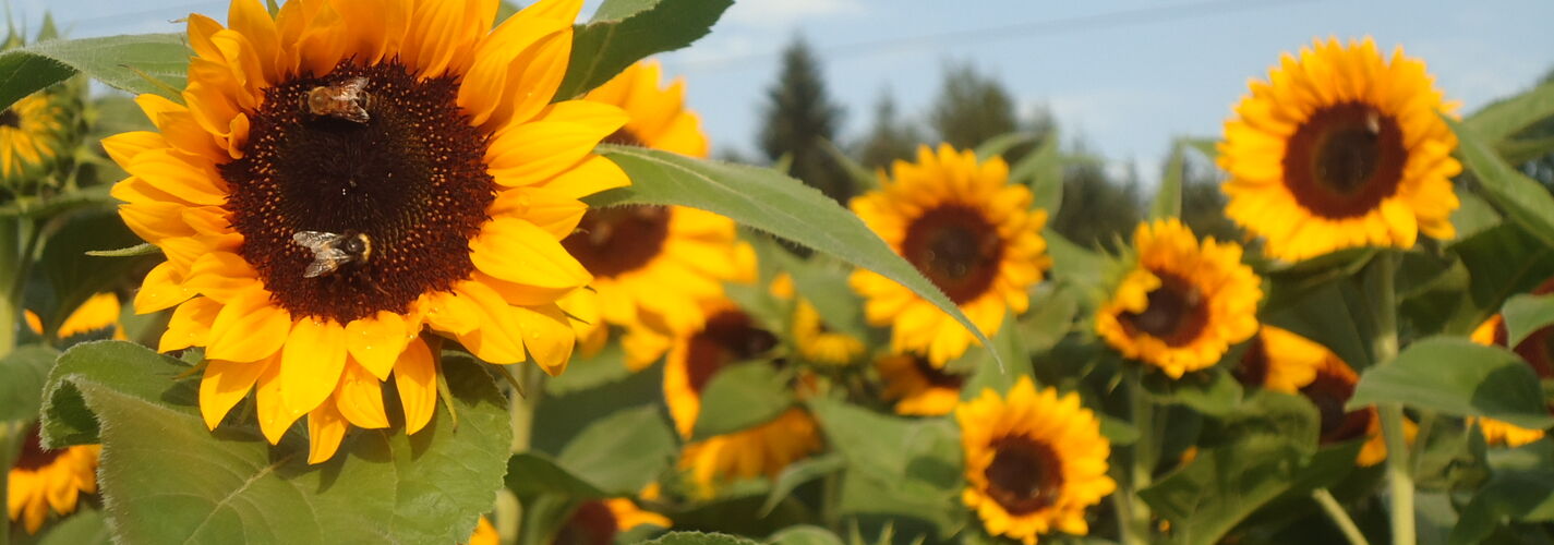 Sonnenblumenfeld in Meikirch