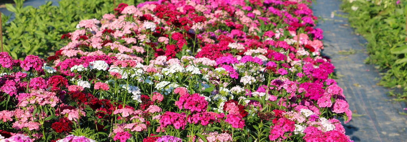 Blumenfeld in Meikirch