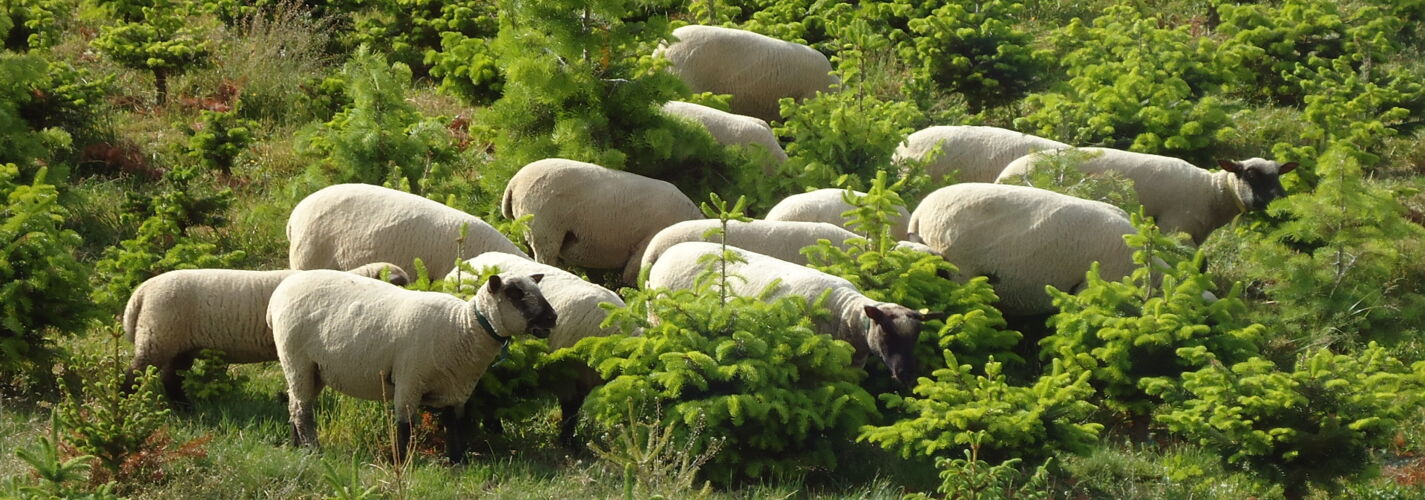 Shropshire Schafe bei den Weihnachtsbäumen