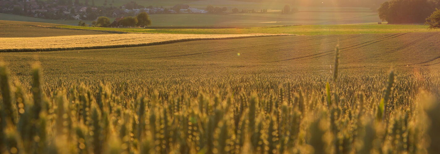 Abendsonne über Weizenfeld